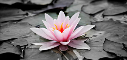 "Out of your Vulnerabilities will come your strength"